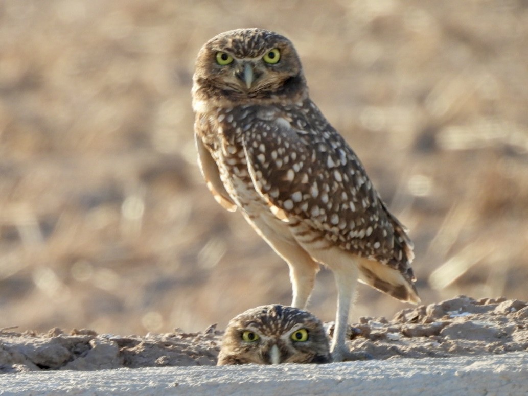 Yer Kukumavı - ML644570426