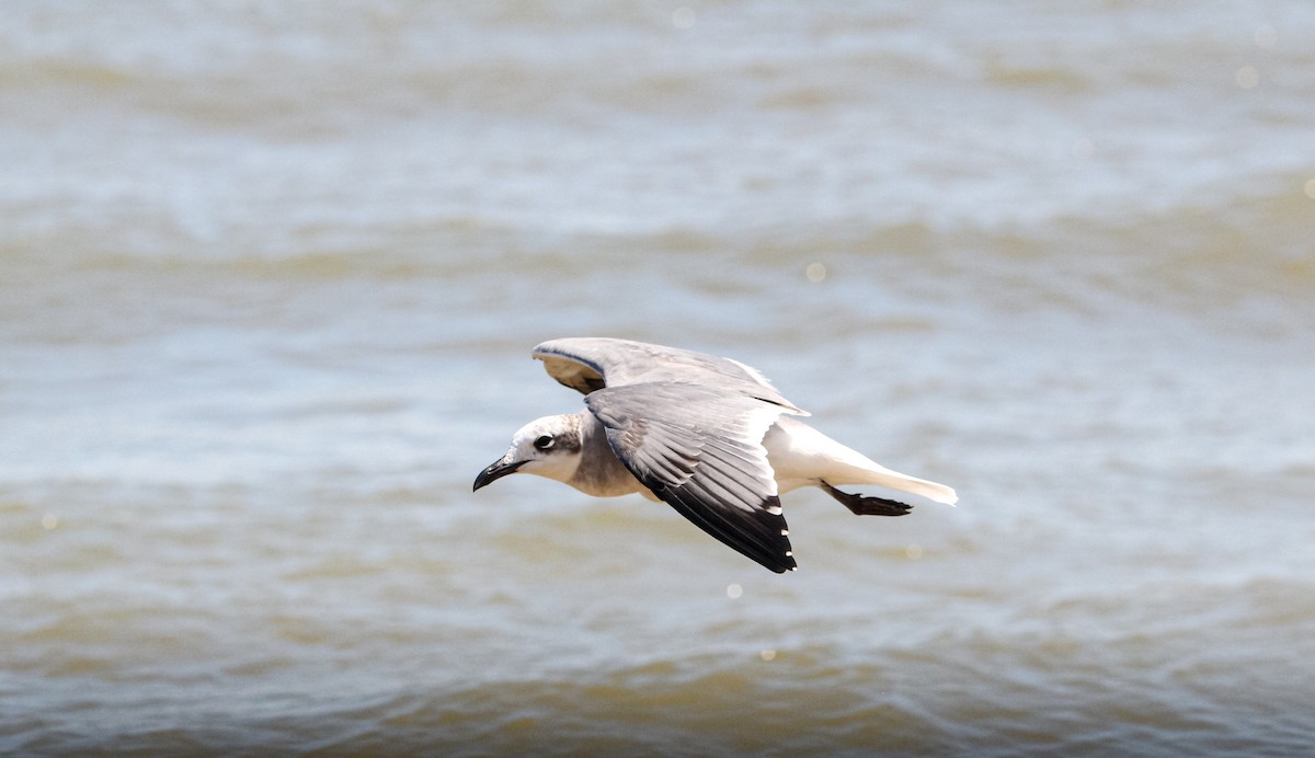 lattermåke - ML644570430