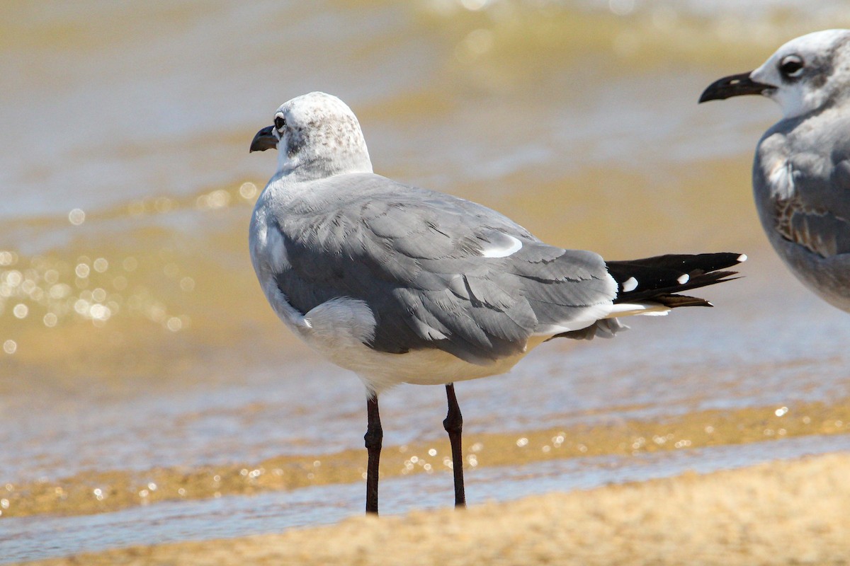 lattermåke - ML644570431