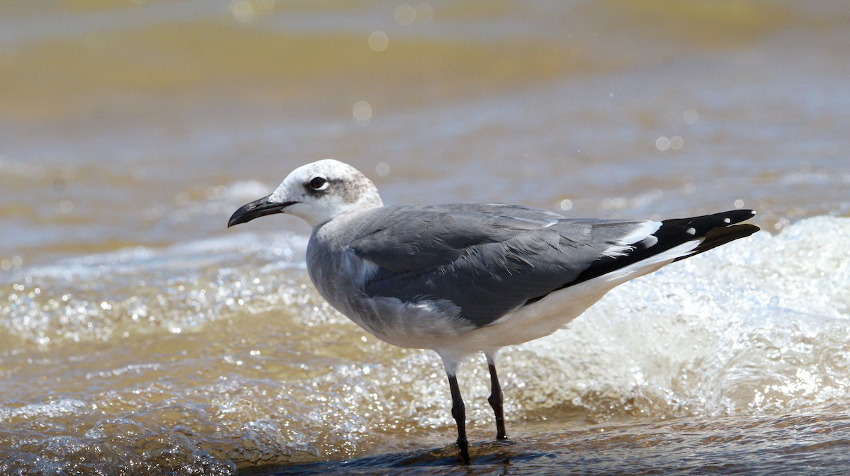 lattermåke - ML644570432