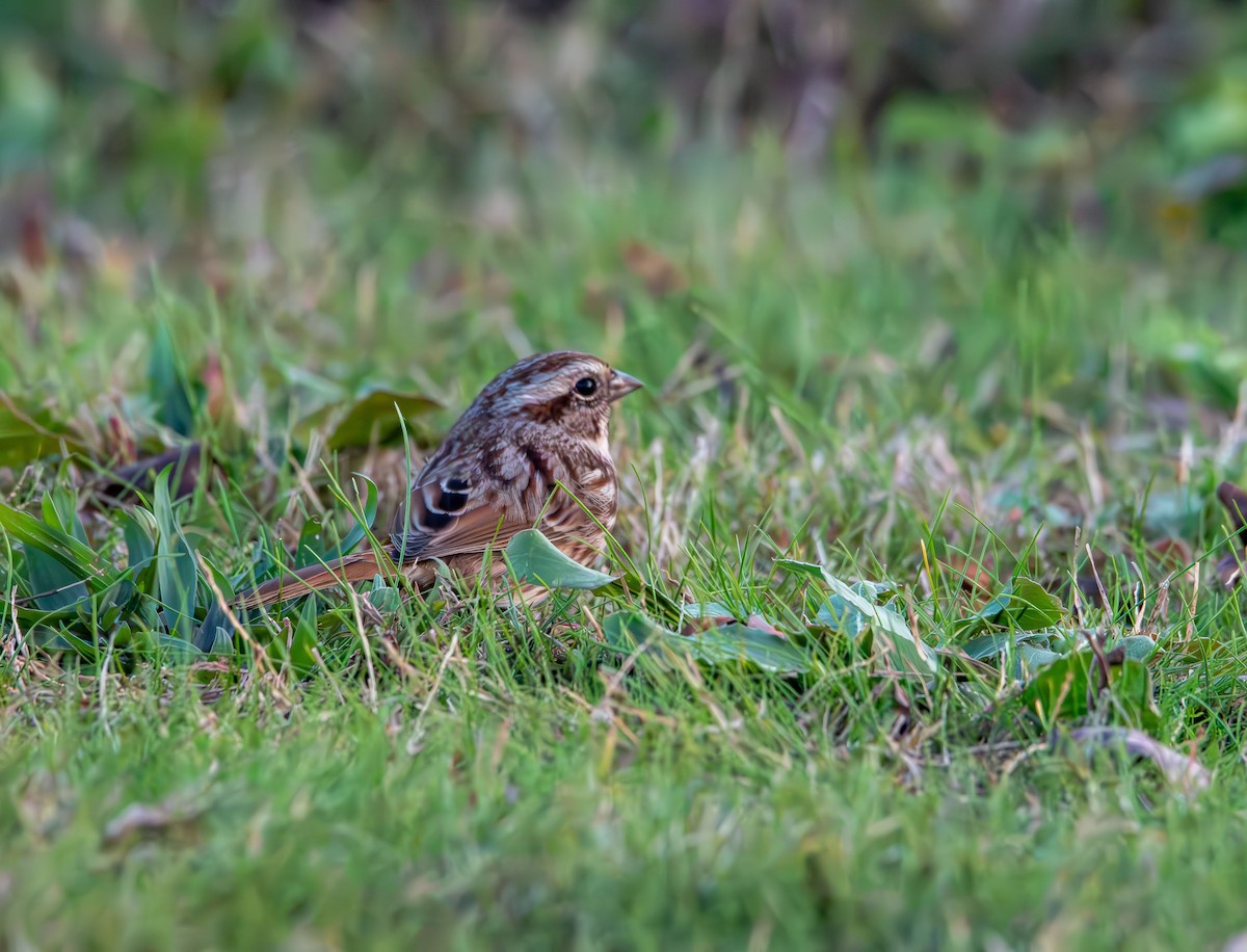 Bruant chanteur - ML644570433
