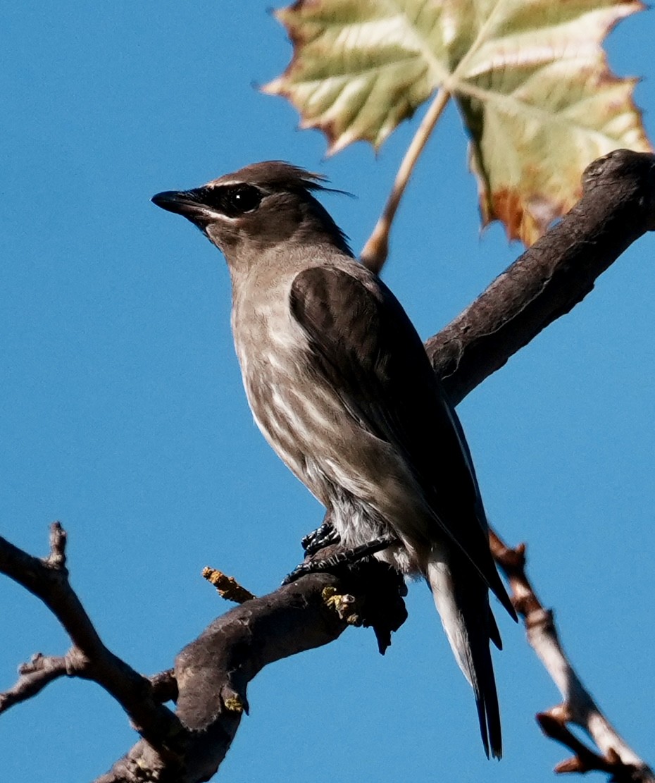 ヒメレンジャク - ML644570434