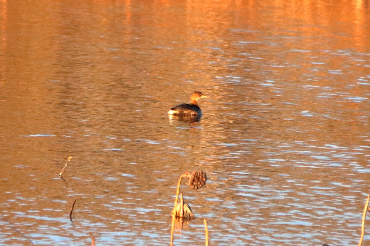 Pied-billed Grebe - ML644570437