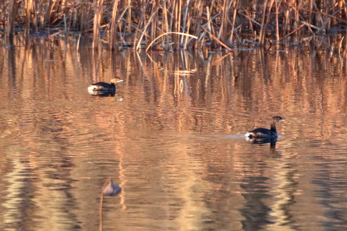 Pied-billed Grebe - ML644570439