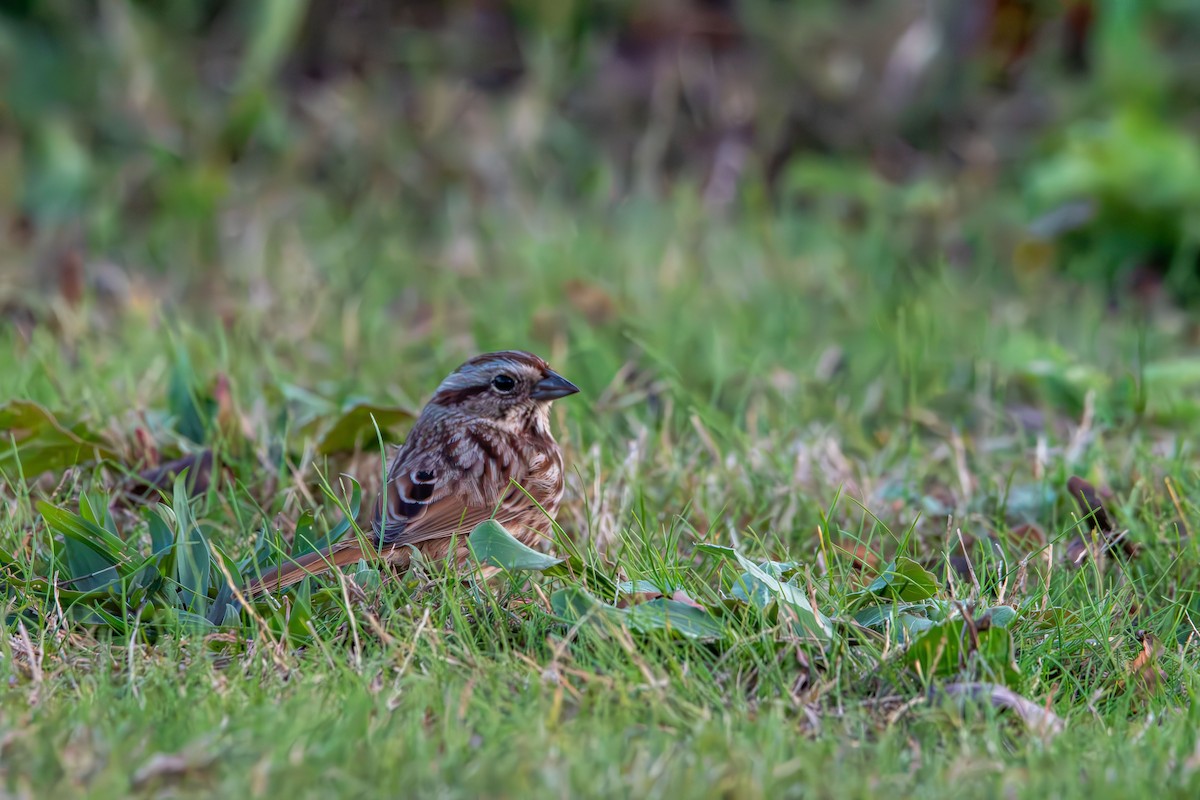Bruant chanteur - ML644570440