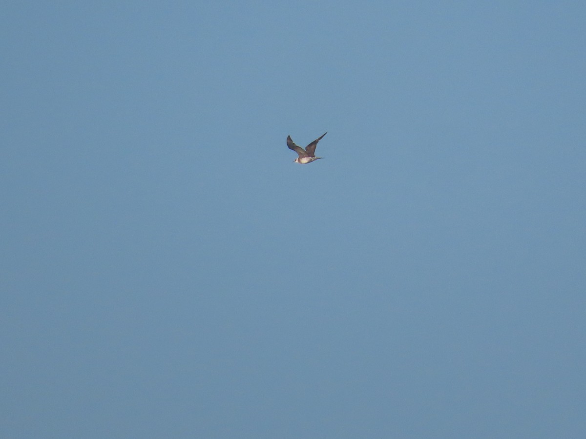 chaluha příživná - ML644570448