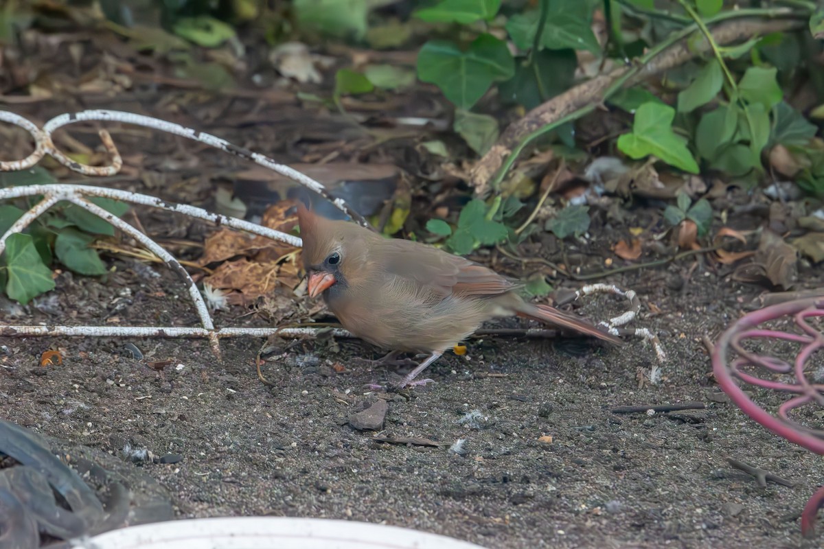 Kardinal arrunta - ML644570450