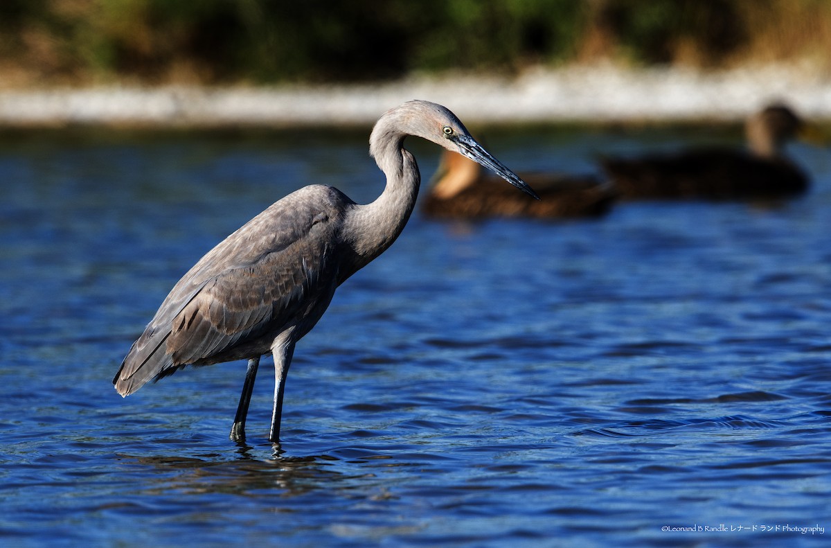 Reddish Egret - ML644570457