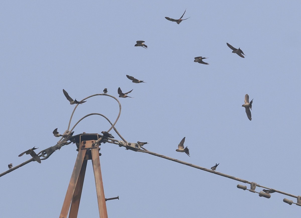 Eastern Red-rumped Swallow - ML644570459