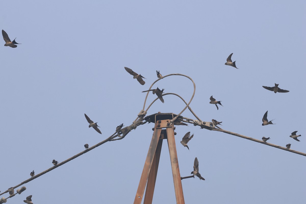 Eastern Red-rumped Swallow - ML644570460
