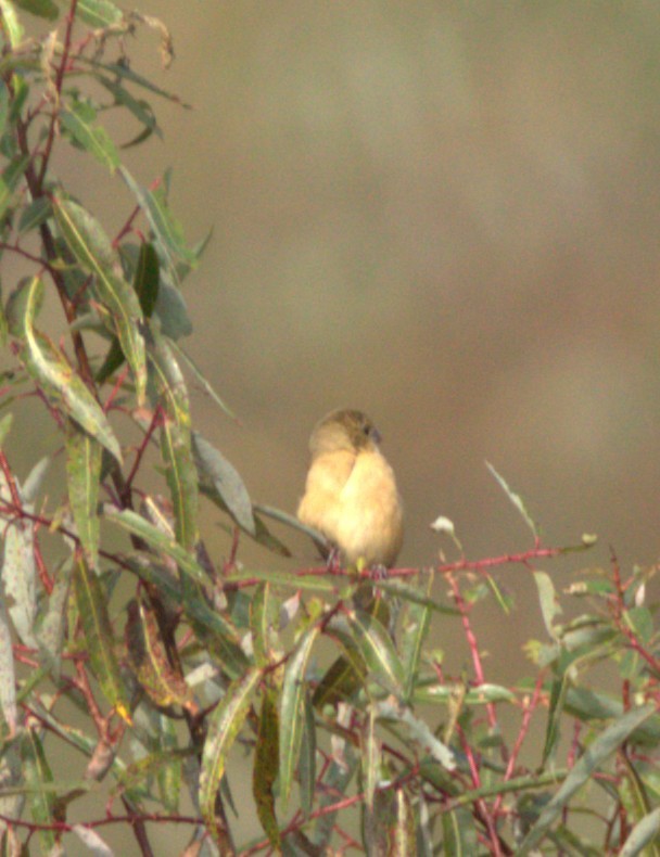 Cinnamon-rumped Seedeater - ML644570461