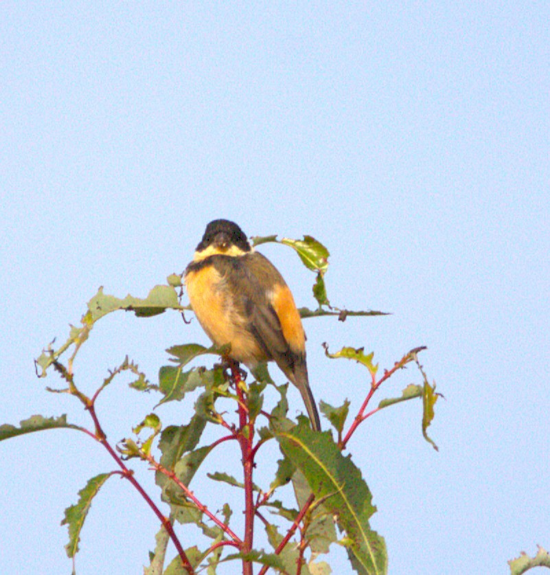 Cinnamon-rumped Seedeater - ML644570462