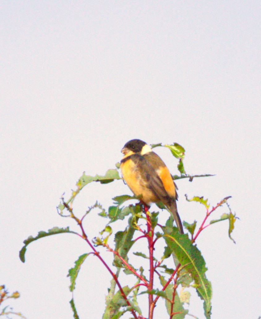 Cinnamon-rumped Seedeater - ML644570463