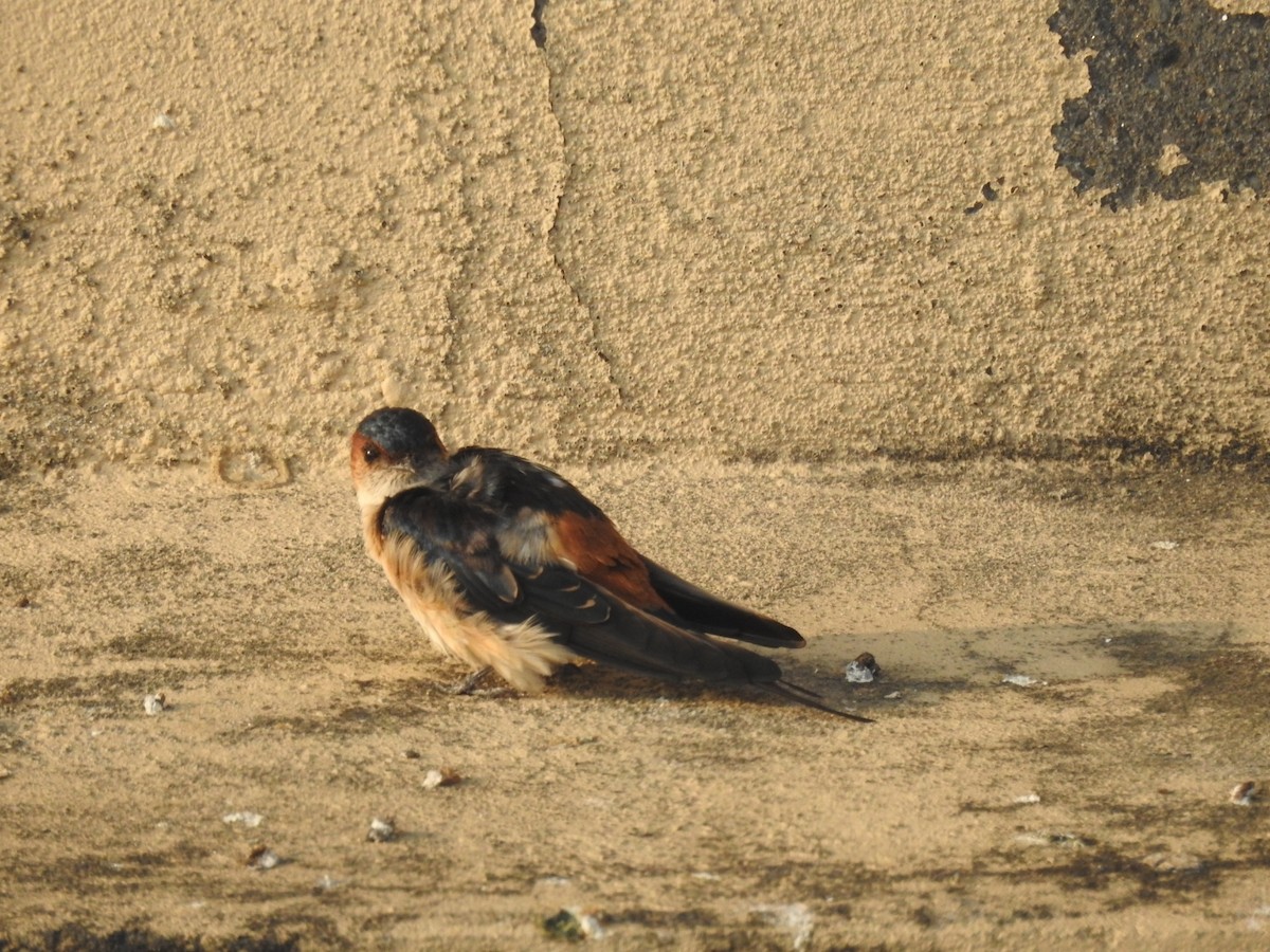 Ластівка рудопоперечна східна - ML644570464