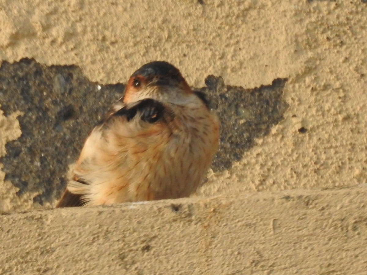 Ластівка рудопоперечна східна - ML644570465