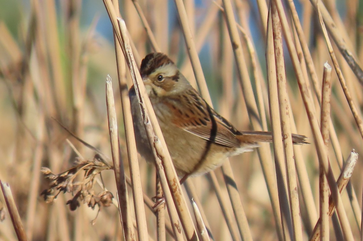 Swamp Sparrow - ML644570467