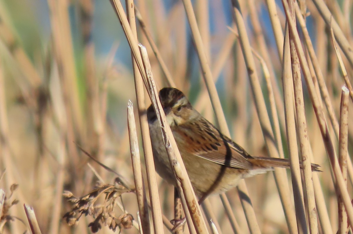 Swamp Sparrow - ML644570468