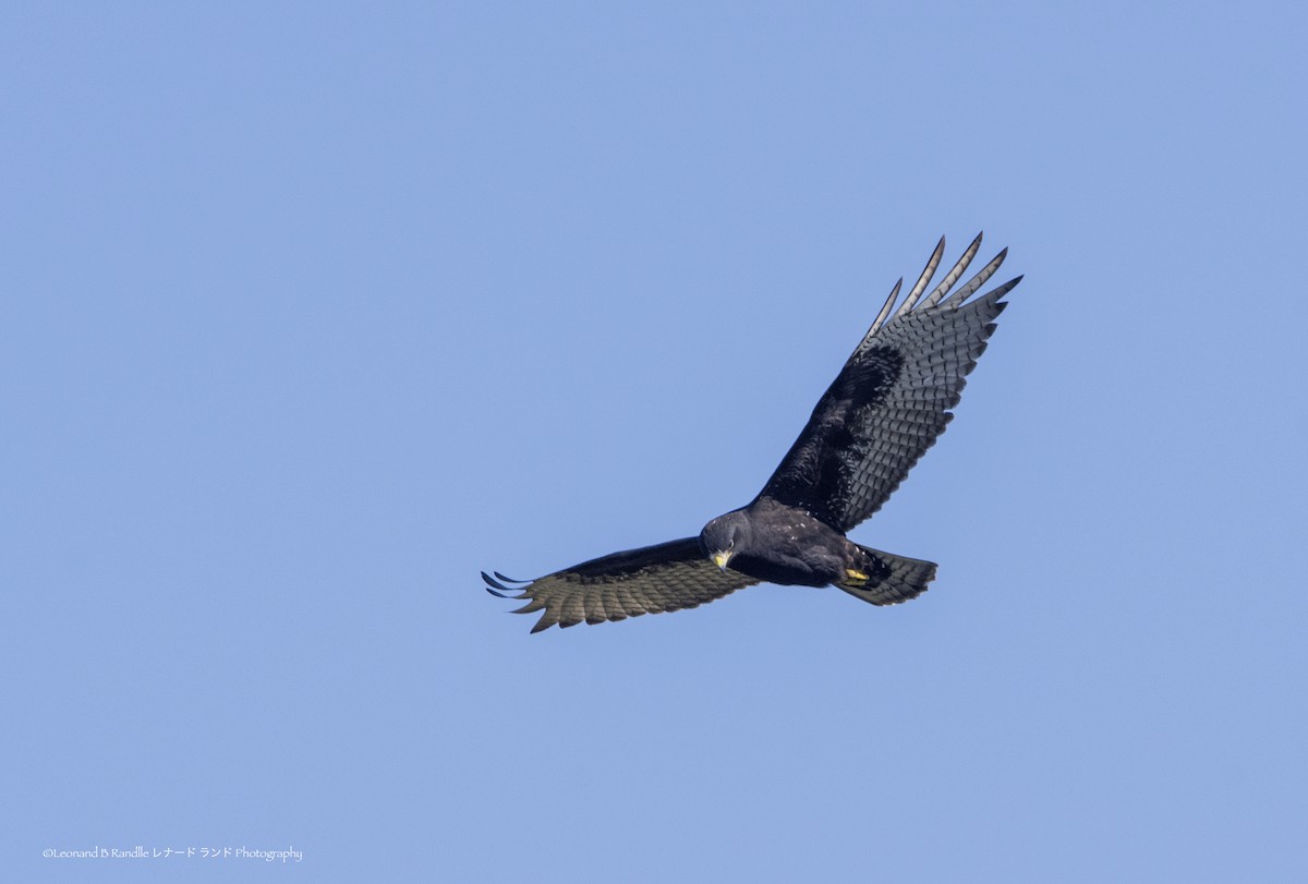 ub. hauk - ML644570472