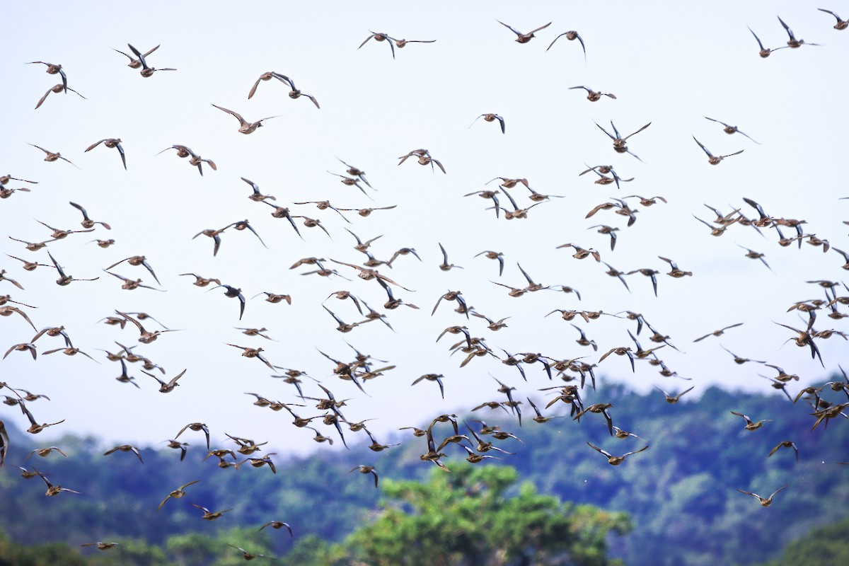 Cerceta Aliazul - ML644570479