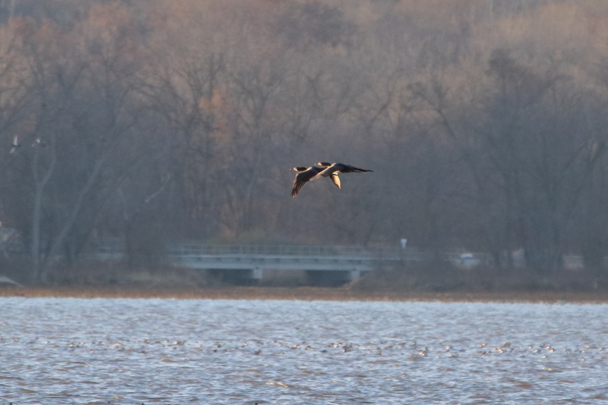 Double-crested Cormorant - ML644570480