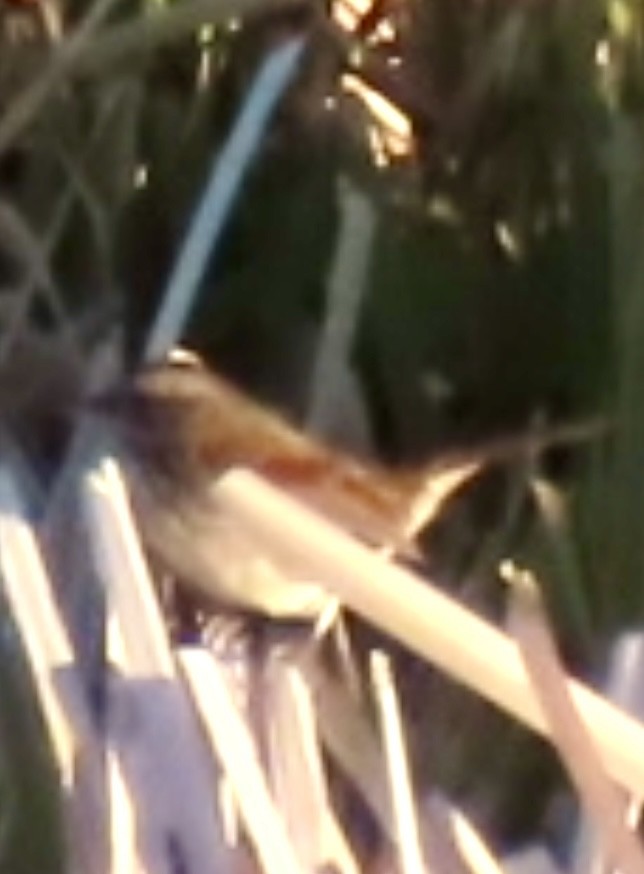 Swamp Sparrow - ML644570481