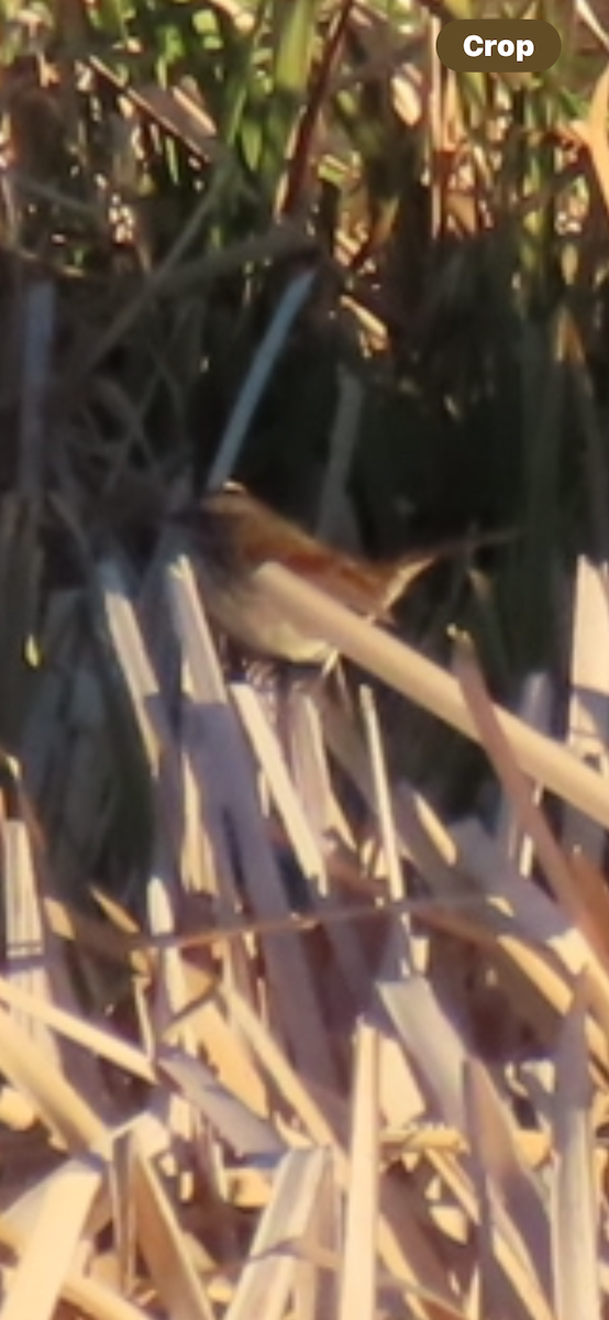 Swamp Sparrow - ML644570482