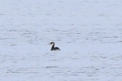 Grèbe jougris - ML644570484