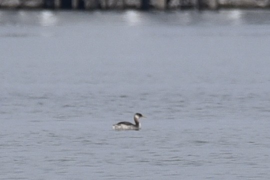 Grèbe jougris - ML644570485