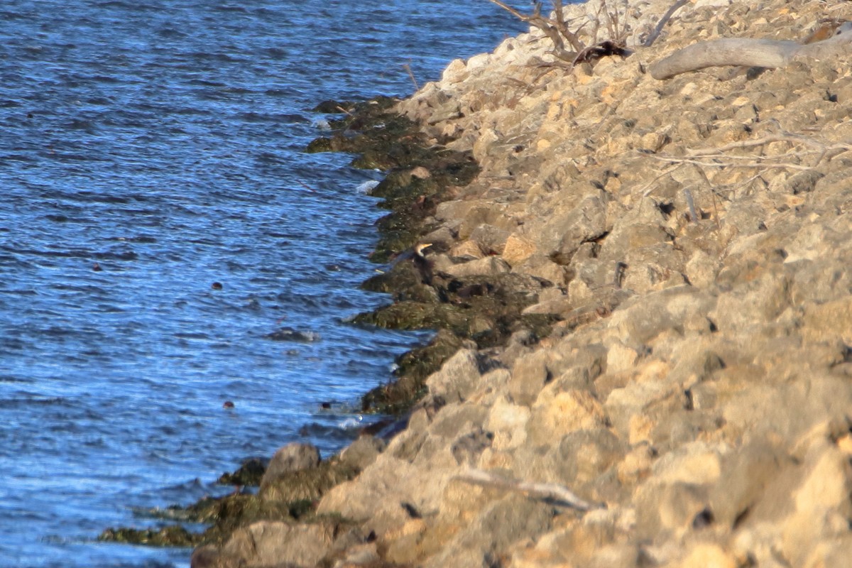 Double-crested Cormorant - ML644570487