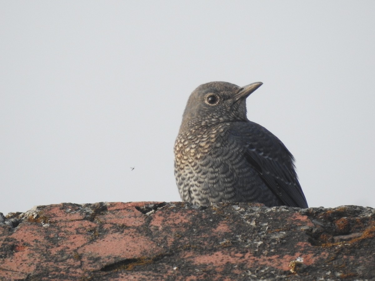 Скеляр синій - ML644570489