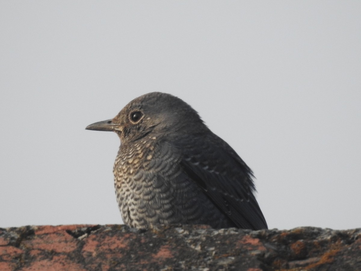 Скеляр синій - ML644570490