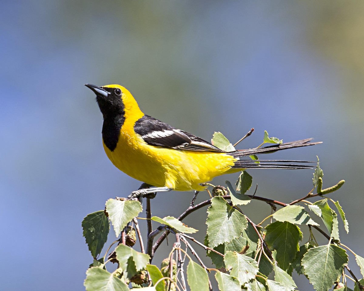Hooded Oriole - ML644570492