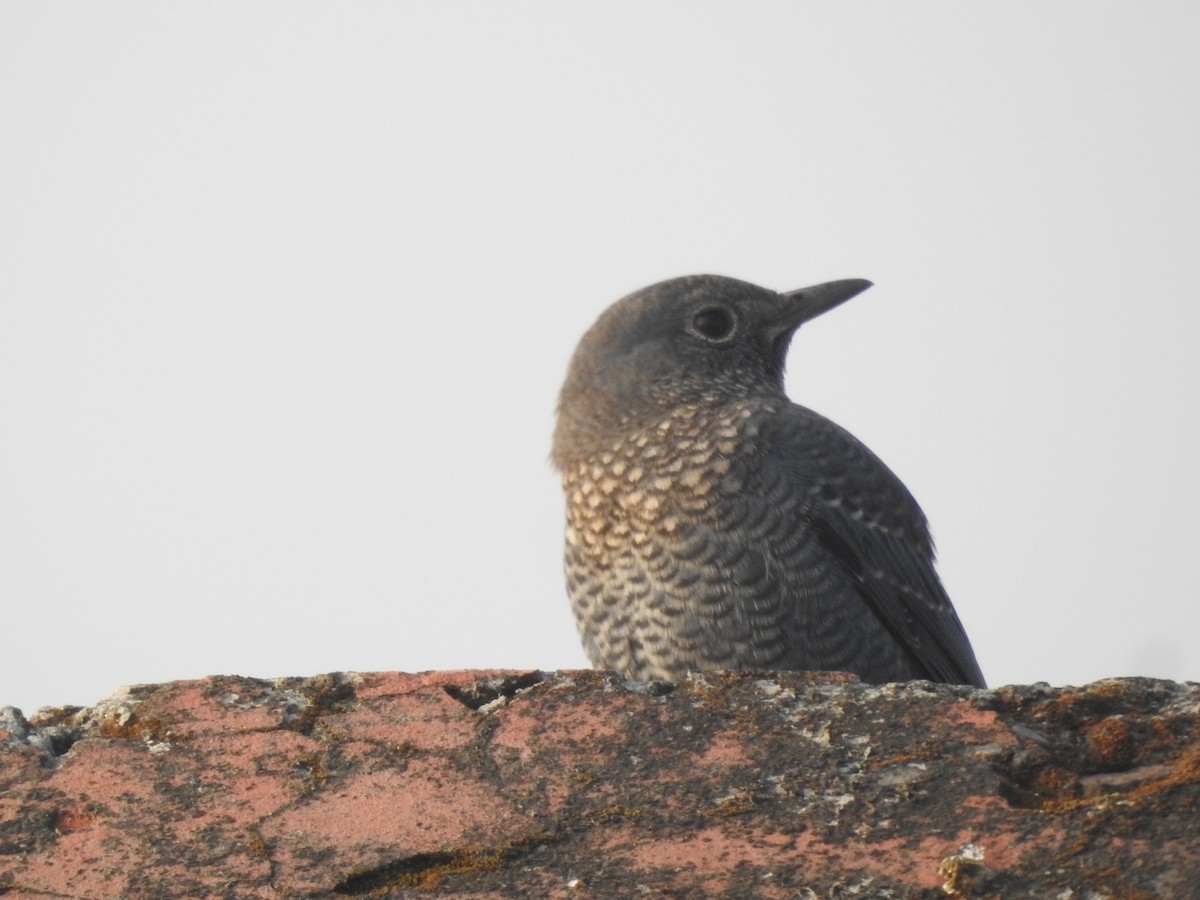 Скеляр синій - ML644570493