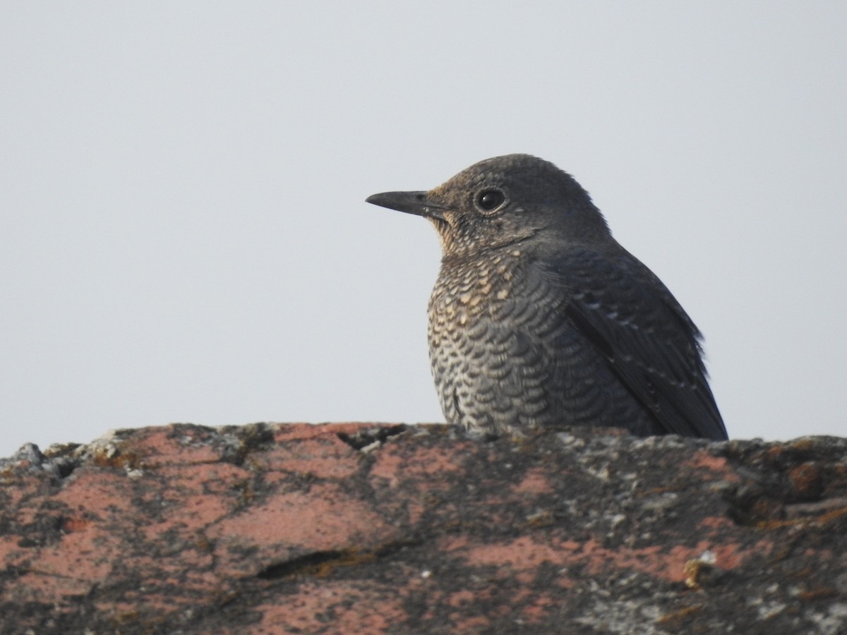 Скеляр синій - ML644570494