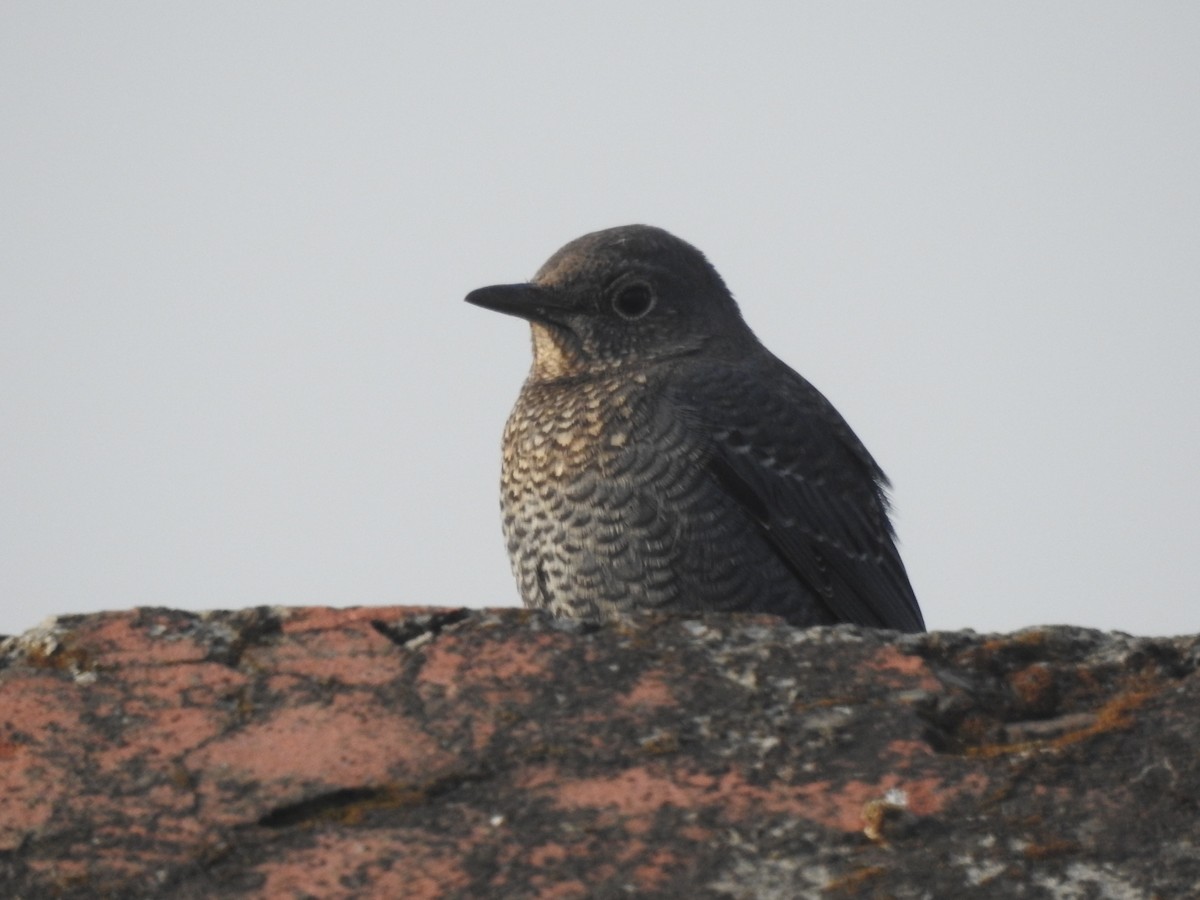 Скеляр синій - ML644570497