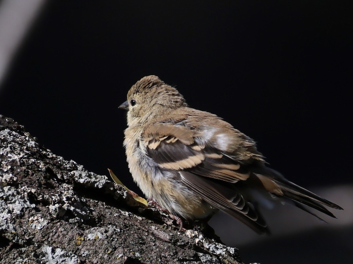 Goldzeisig - ML644570510