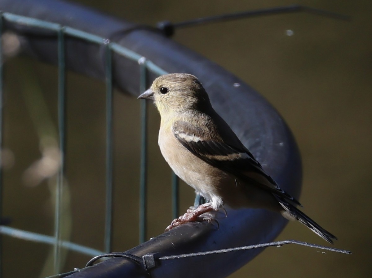 Goldzeisig - ML644570511