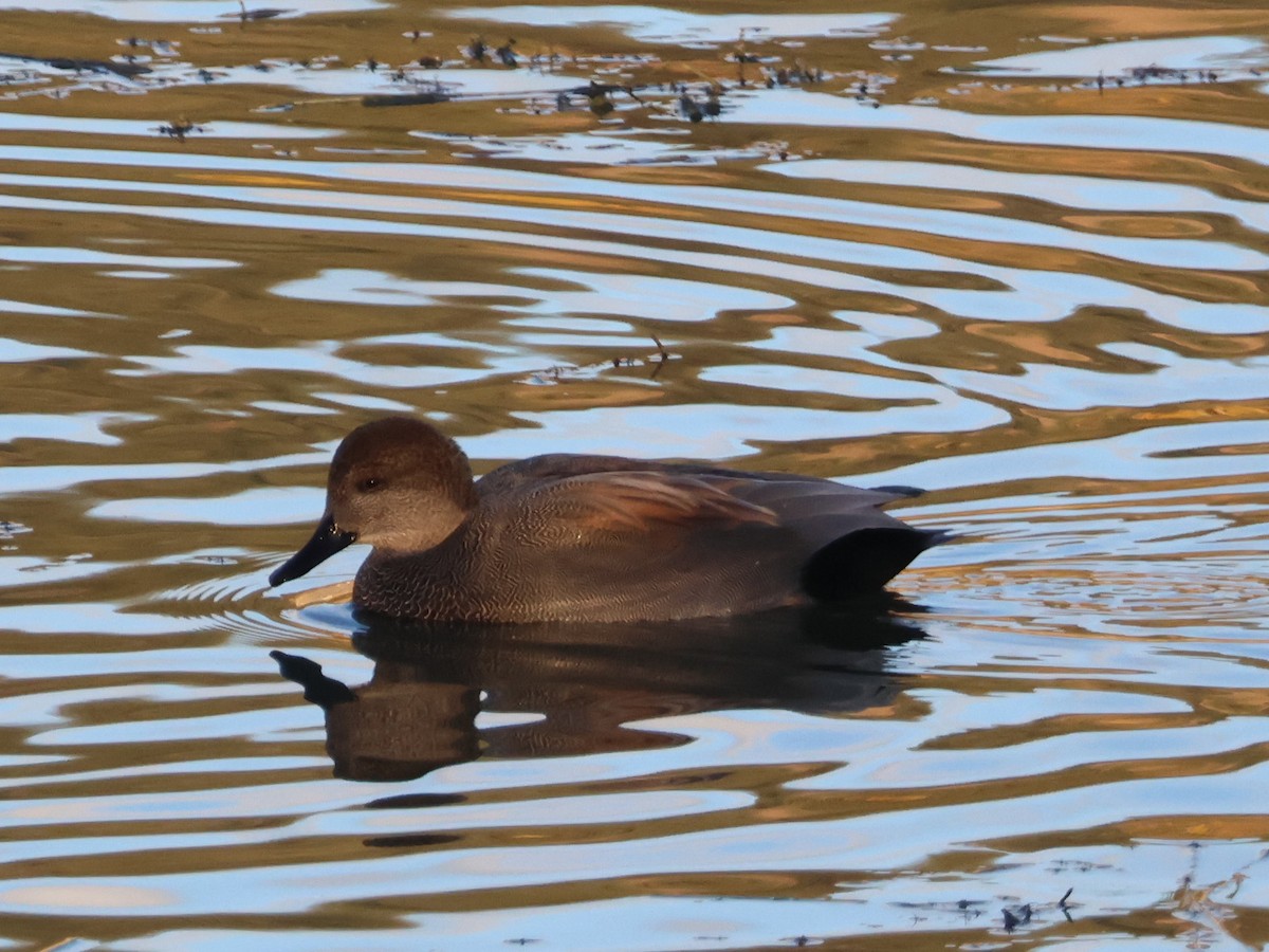 Gadwall - ML644570513