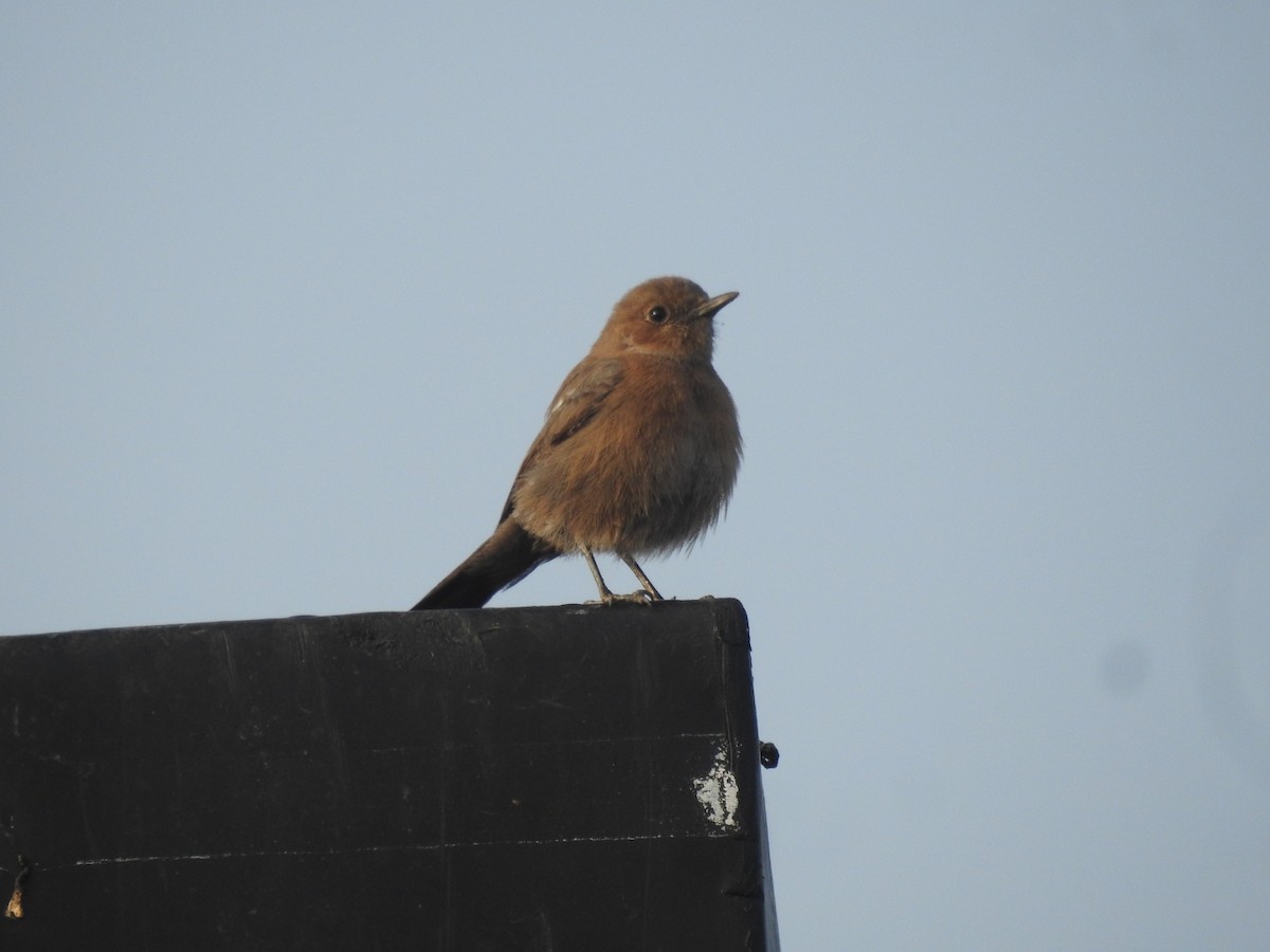 Кам'янка бура - ML644570521