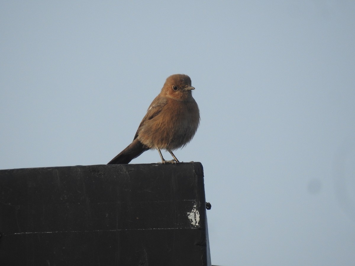 Кам'янка бура - ML644570522