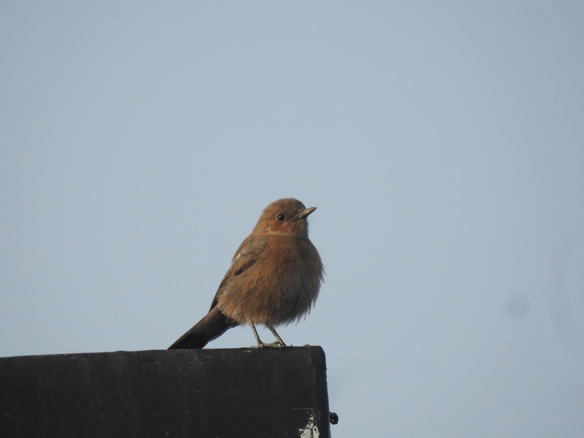 Кам'янка бура - ML644570523