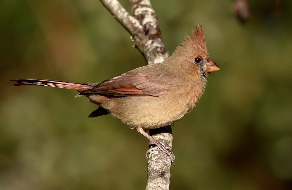 Kardinal arrunta - ML644570526