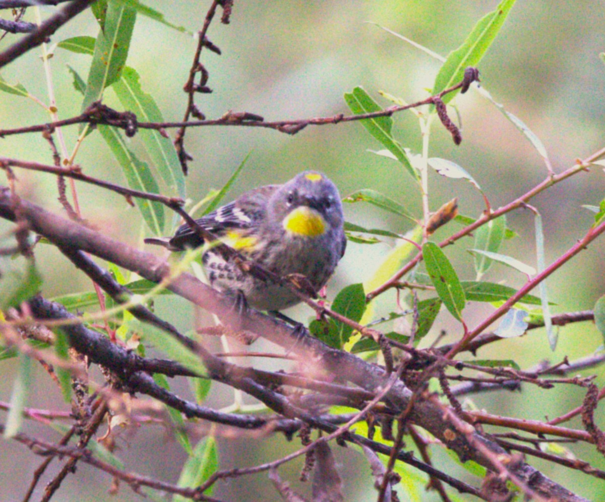 Yellow-rumped Warbler - ML644570527