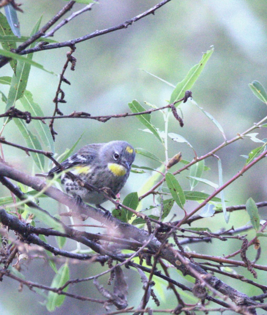 Yellow-rumped Warbler - ML644570528