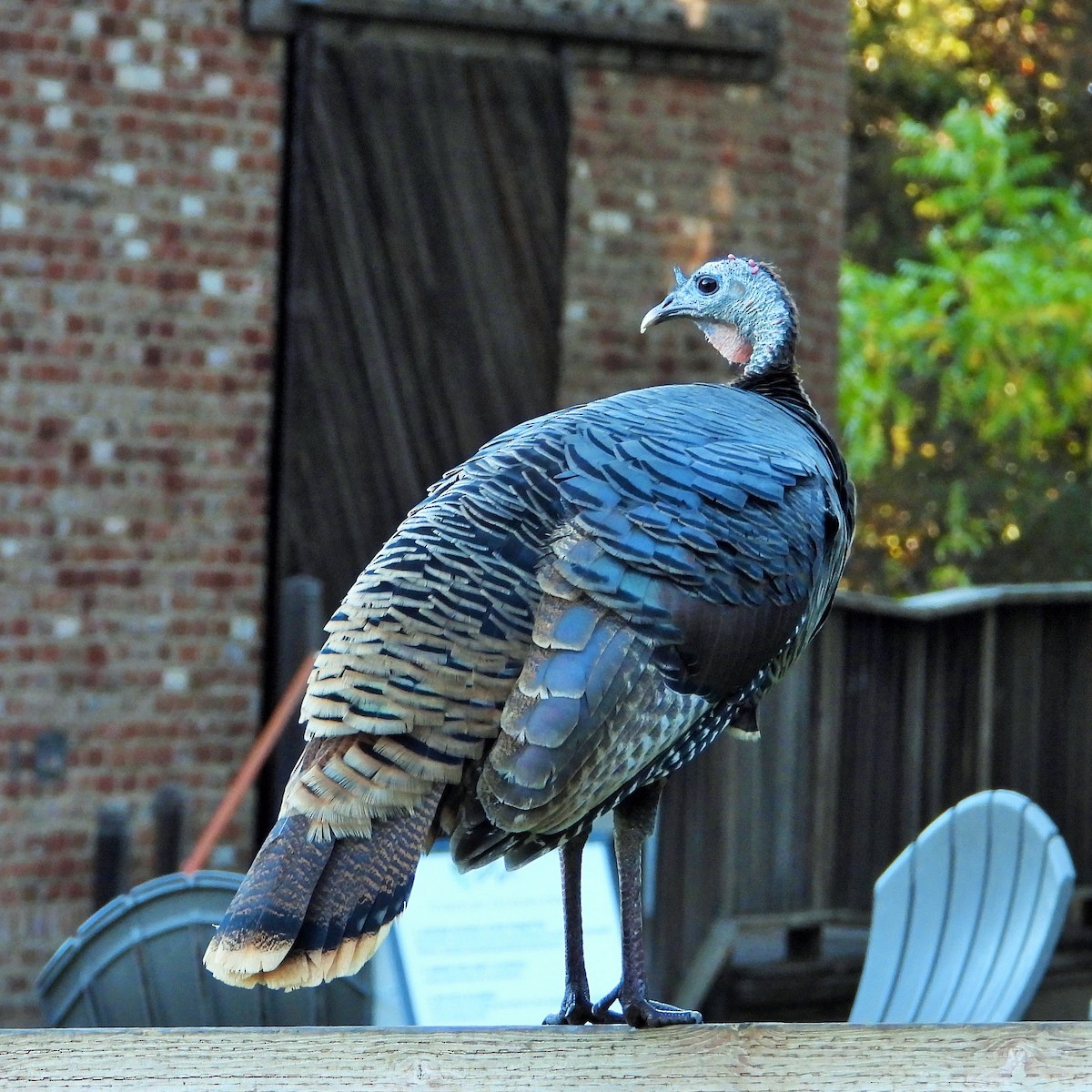 הודן בר - ML644570529