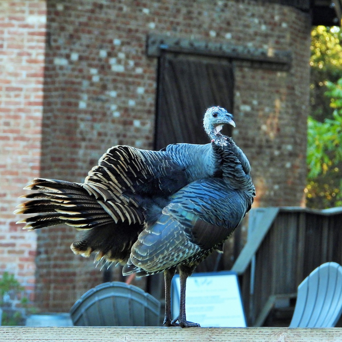 הודן בר - ML644570534