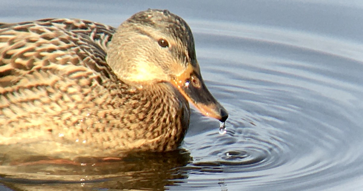 kachna divoká - ML644570535