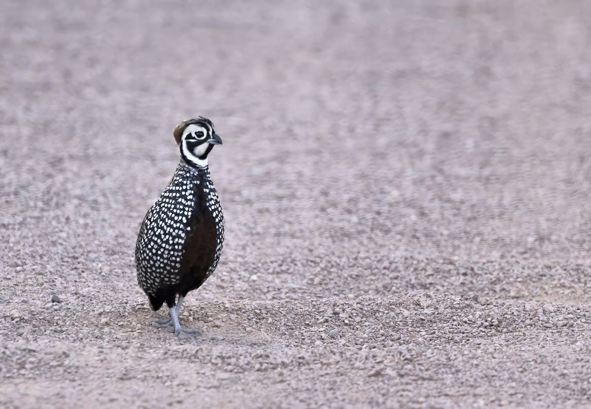 シロマダラウズラ - ML644570537