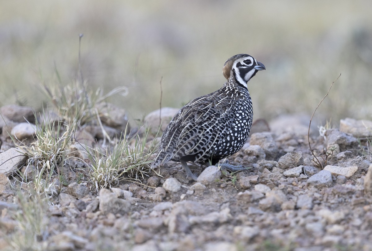 シロマダラウズラ - ML644570538