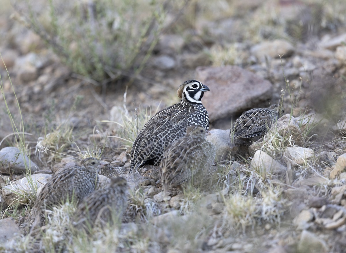 シロマダラウズラ - ML644570539